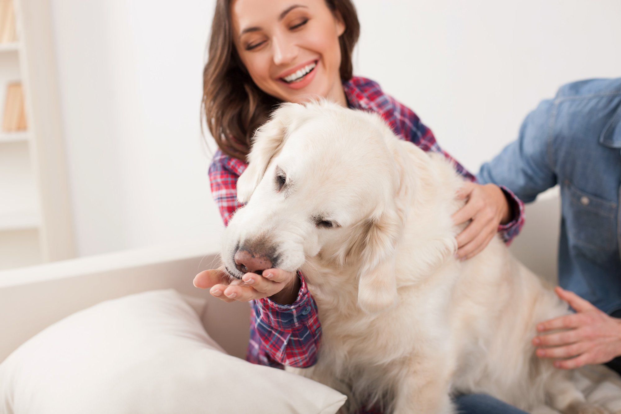 Husband dog wife. Жена питомец. Собака лижет диван. Жена собака муж домашнее. Животные да квартира.