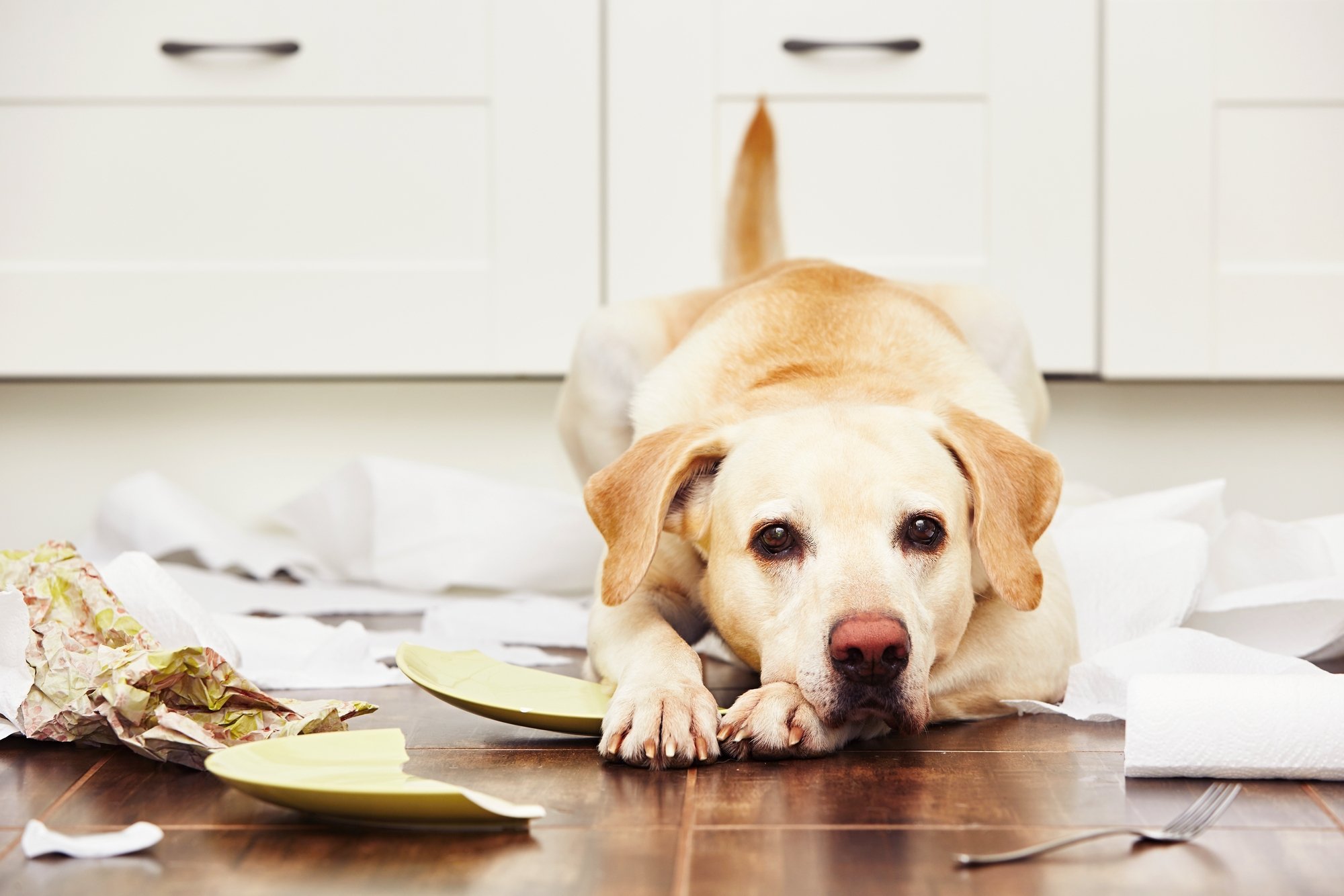 Naughty dog in the kitchen