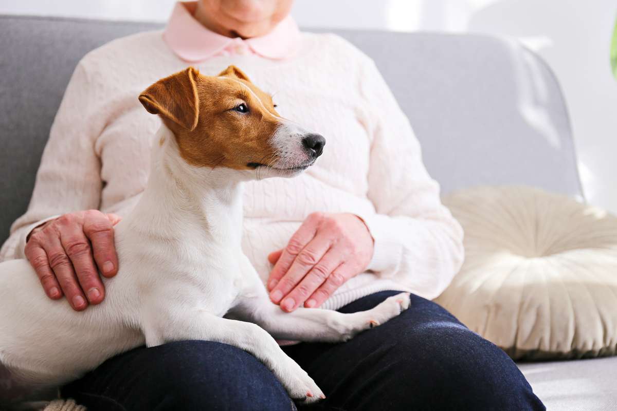 Old lady sitting on her couch petting the young jack russell terrier doggy (R) (S)