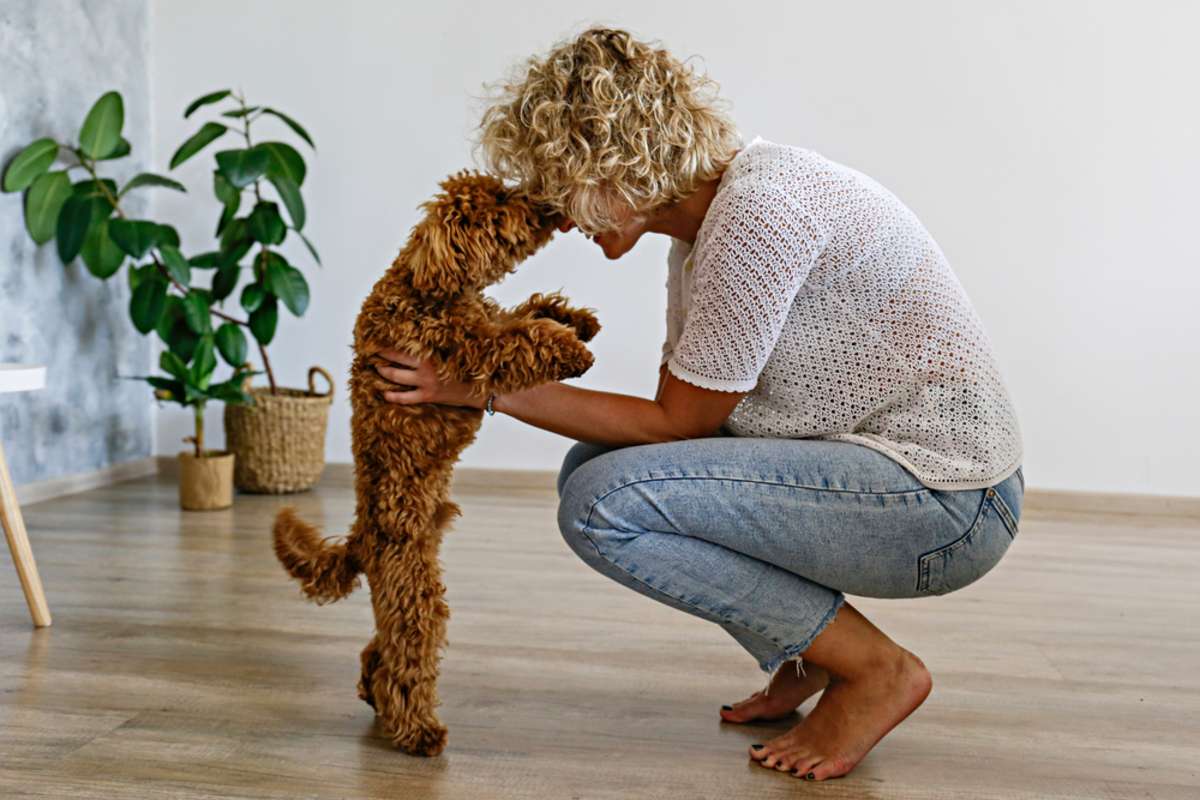 Adorable toy poodle puppy in arms of its loving owner