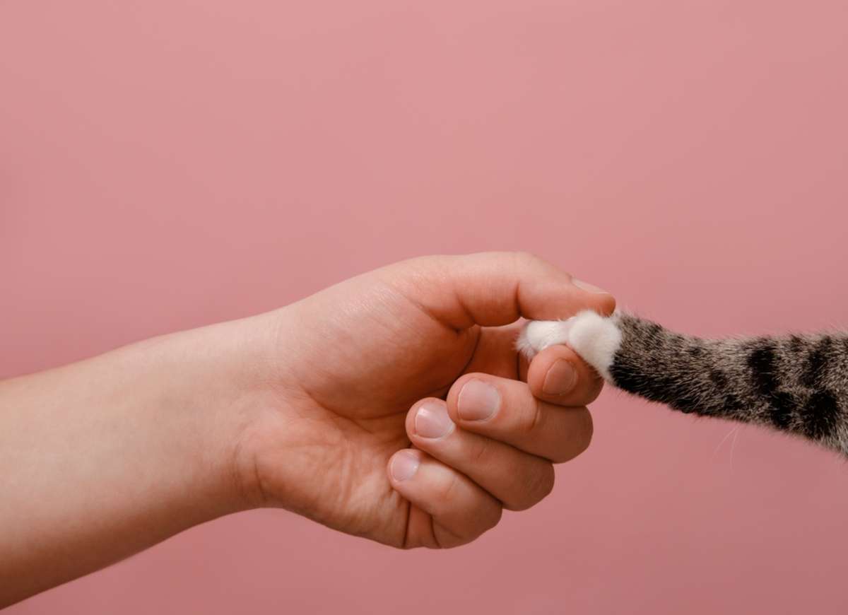 hand and cat paw on pink background friendship concept