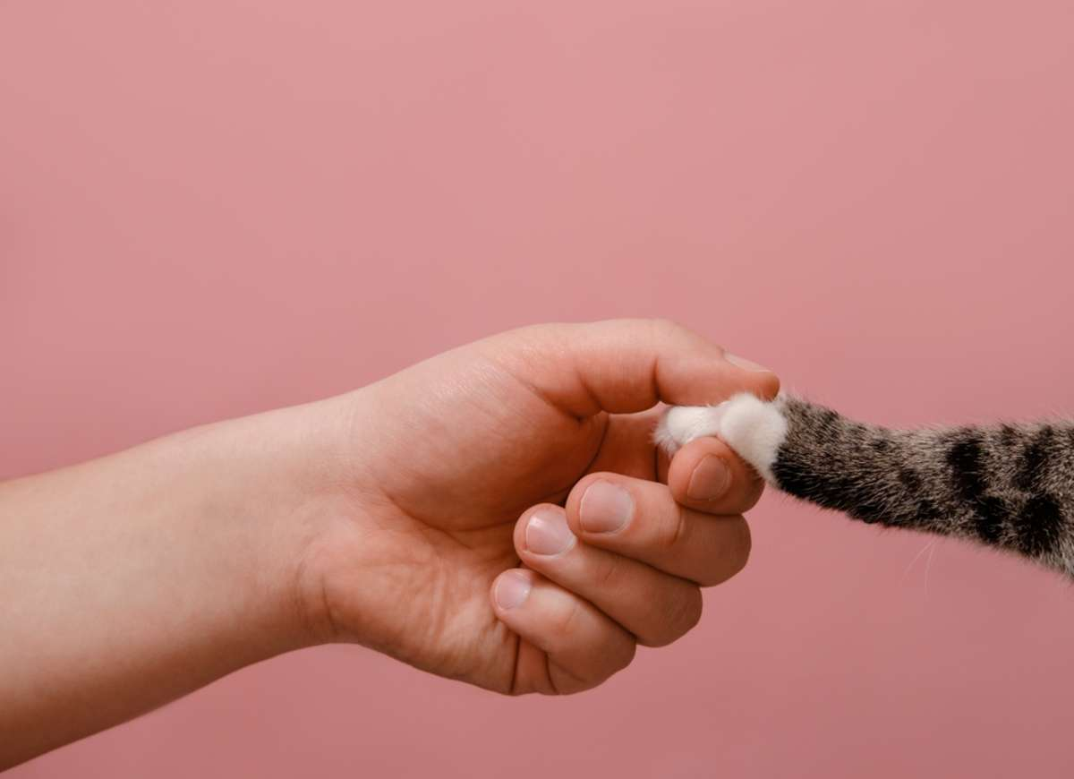 hand_20and_20cat_20paw_20on_20pink_20background_20friendship_20concept hand_20and_20cat_20paw_20on_20pink_20background_20friendship_20concept